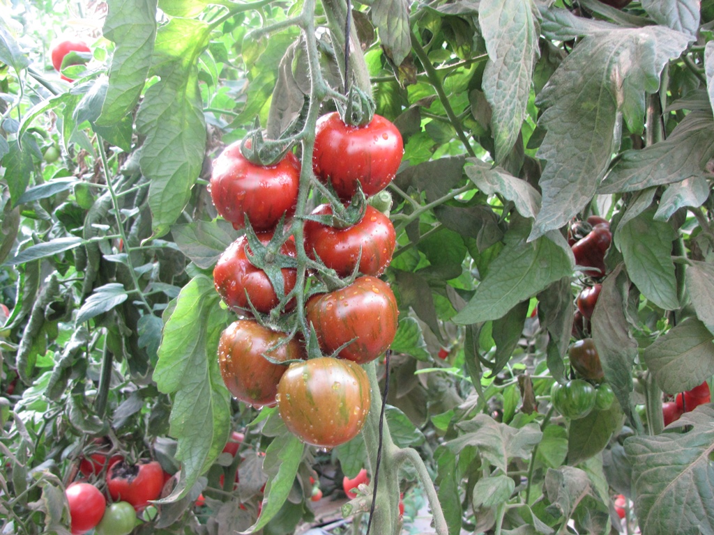 Tomato Trigre WIS 853-197